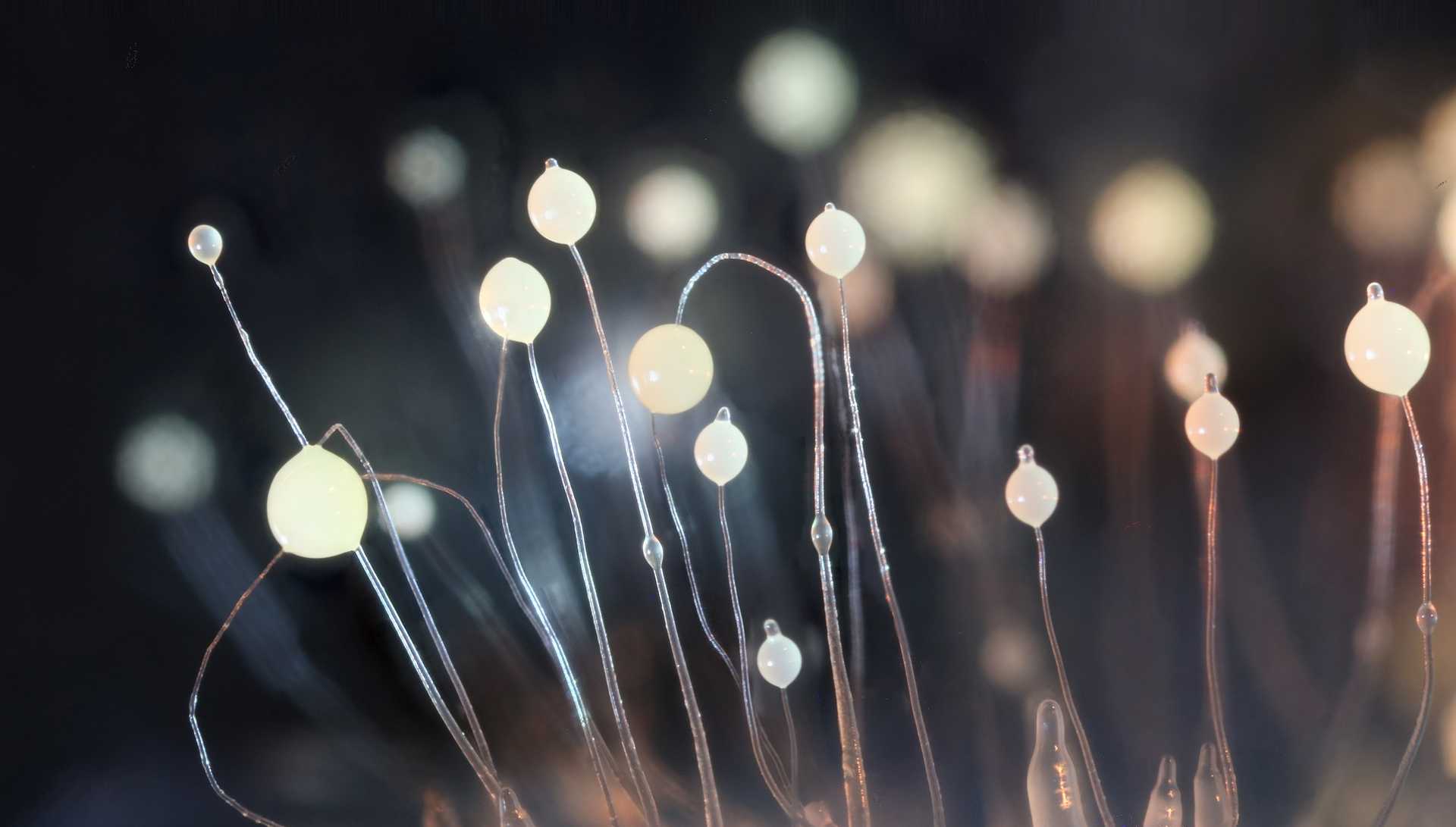 Dictyostelium discoideum