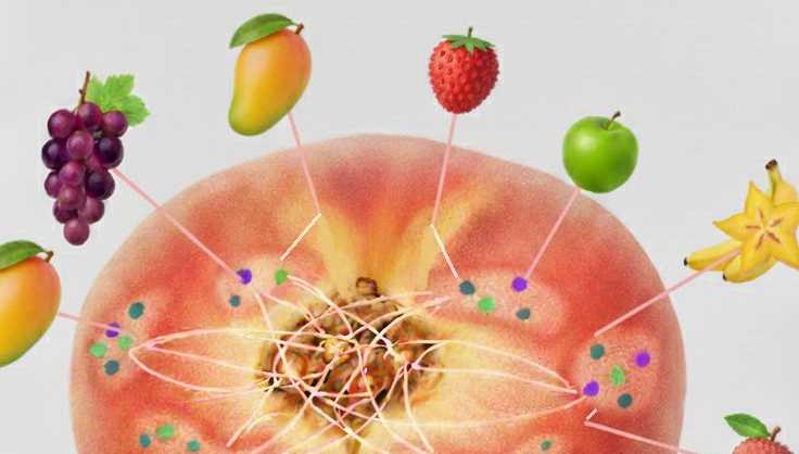 Schematic visualisation of a peach organisation
